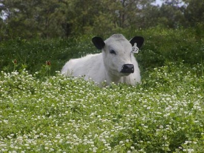 cattle in clover